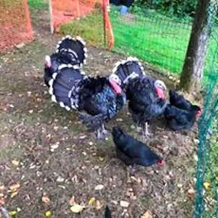 B&B Ferme De Noyes